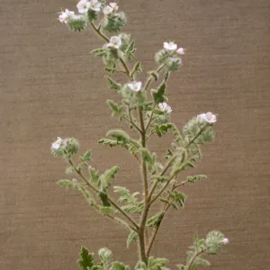 Phacelia cicutaria var. hispida