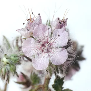 Phacelia cicutaria var. hispida