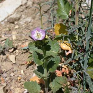 Phacelia grandiflora