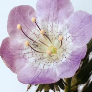 Phacelia grandiflora