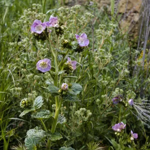 Phacelia grandiflora