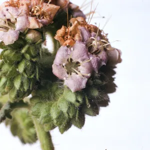 Phacelia ramosissima var. suffrutescens