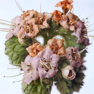 Phacelia ramosissima var. suffrutescens