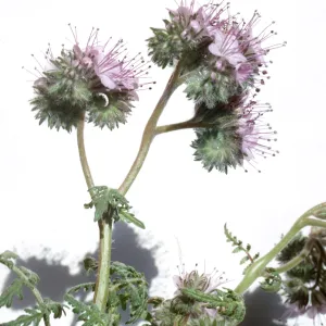 Phacelia tanacetifolia