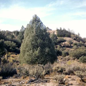 Pinus monophylla