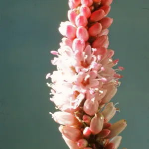 Polygonum coccineum