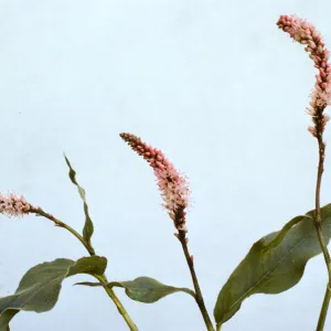 Polygonum coccineum