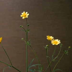 Ranunculus californicus