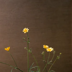 Ranunculus californicus