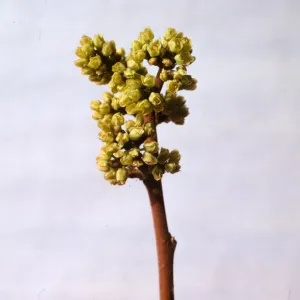 Rhus trilobata var. malacophylla