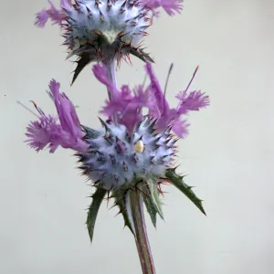 Salvia carduacea (thistle Sage)