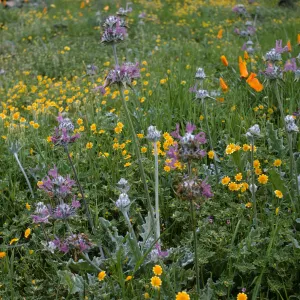 Salvia (sage) carduacea, Baeria (Lasthenia) and Chaenactis + California Poppy