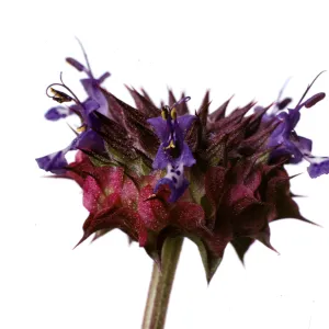 Salvia columbariae (Chia)