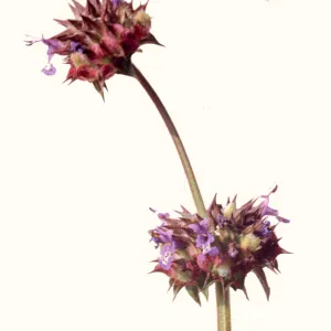 Salvia columbariae (Chia)