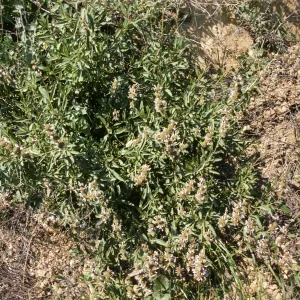 Salvia mellifera (Black Sage)