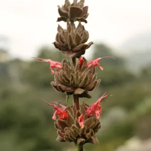 Salvia spathaceab(California Hummingbird Sage)