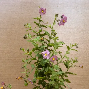 Salanum xanti var. intermedium