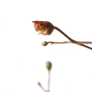 Scrophularia californica