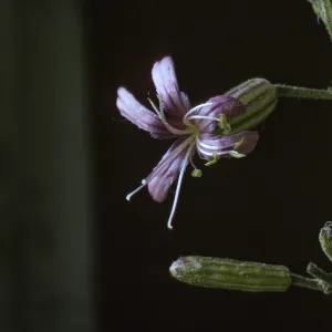 Silene verecunda ssp. platyota