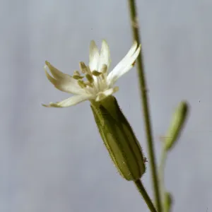 Silene vercunda ssp. platyota
