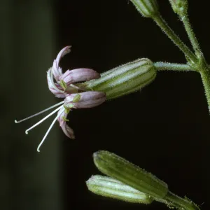 Silene verecunda ssp. platyota