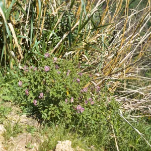 Solanum xanti var. intermedium