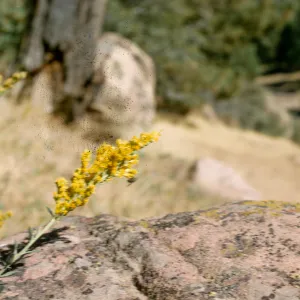 Solidago californica