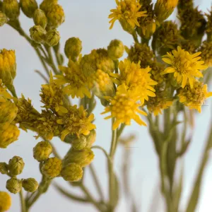 Solidago occidentalis
