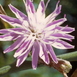 Stephanomeria cichoriacea