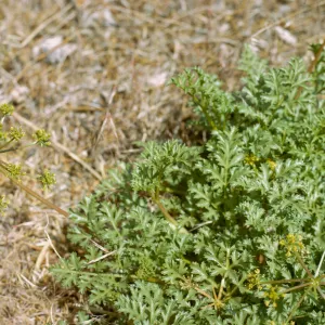 Tauschia parishii