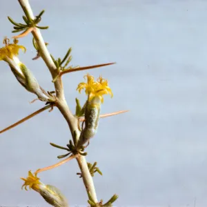 Tetradymia axillaris