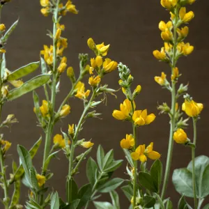 Thermopsis argentata
