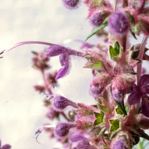 Trichostema lanatum