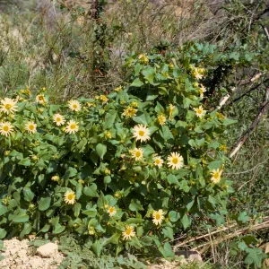 Venegasia carpesioides