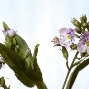 Veronica anagallis-aquatica