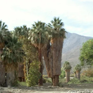 Washingtonia filifera
