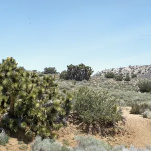 Yucca brevifolia var. herbertii - Joshua Trees