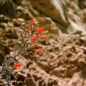 Zauschneria californica
