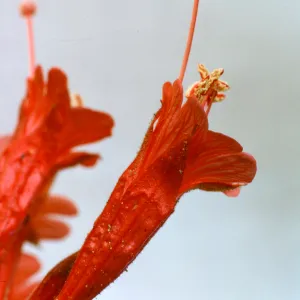 Zauschneria californica ssp. latifolia