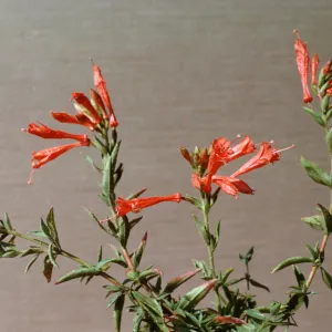 Zauschneria californica ssp. latifolia