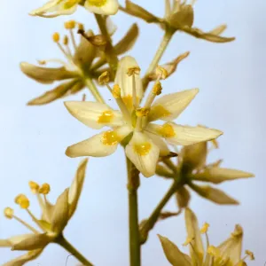 Zigadenus fremontii