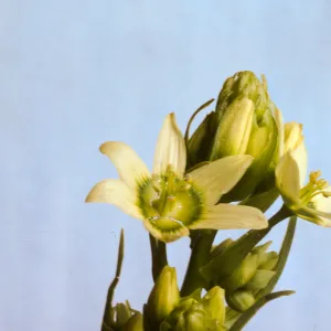 Zigadenus fremontii (Subspecies Unknown)