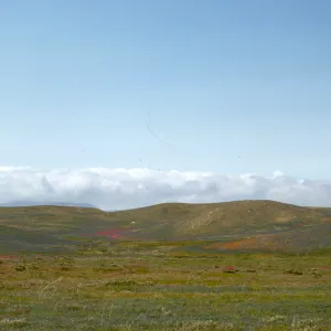 Antelope Valley Spring Wildflowers