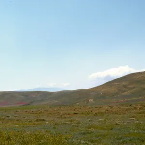 Antelope Valley Spring Wildflowers