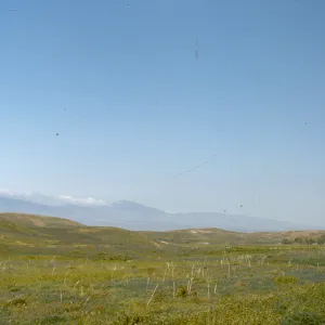 Antelope Valley Spring Wildflower Display