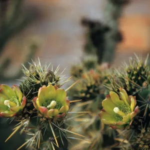 Opuntia parryi