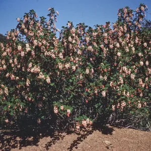 White Flowered Currant, Santa Ynez Mountains