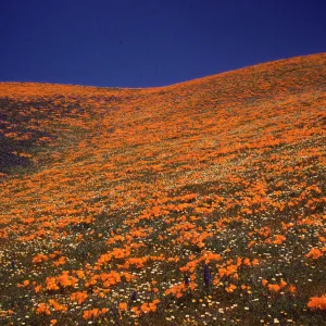 Lupine & Poppies, Gorman Hills