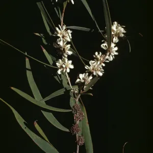 Agonis flexuosa