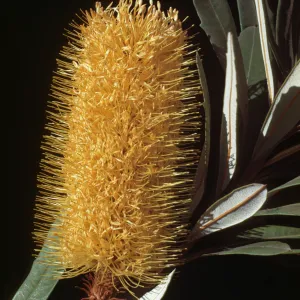 Banksia integrifolia Flower